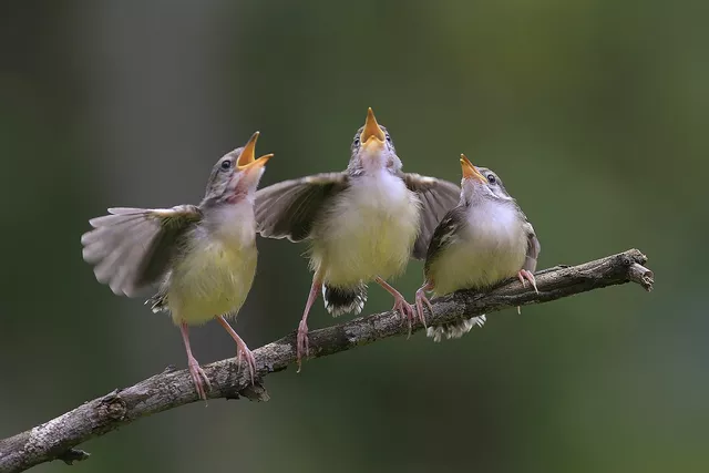 The Connection Between Deplumation and Behavioral Issues in Birds