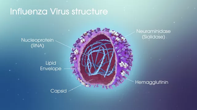 The science behind reemerging influenza: understanding virus mutations